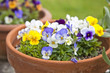 Foto: Violet Planters Violet Planters