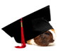 Photo: Funny student of veterinary medicine, guinea pig Funny student of veterinary medicine, guinea pig