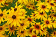 Bed of perfect yellow gerbera's in full blossom Bed of perfect yellow gerbera's in full blossom