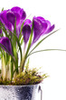 art Beautiful spring flowers isolated on white background art Beautiful spring flowers isolated on white background