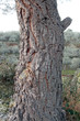 Tronco de pino piñonero