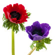 Red and blue Anemone