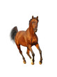 bay arab stallion