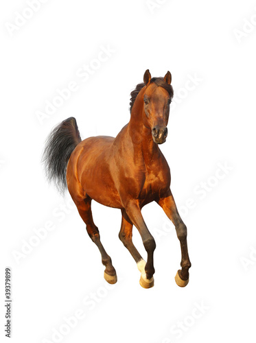 Photo: bay arab stallion bay arab stallion