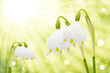 Foto: Frühling Frühling