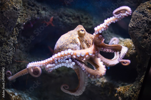 Photo: ethereal octopus from the depth (Octopus vulgari) ethereal octopus from the depth (Octopus vulgari)