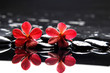 Photo: studio shot of spa and aromatherapy concept studio shot of spa and aromatherapy concept