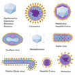 Morphology of common viruses, eps8