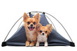 chihuahuas dans une tente