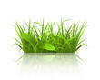 Green grass