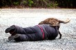 Police Training