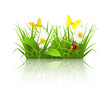 Spring grass