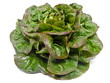 Rougette-Blattsalat