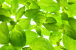 Fresh Basil Leaves close-up background / back-lit