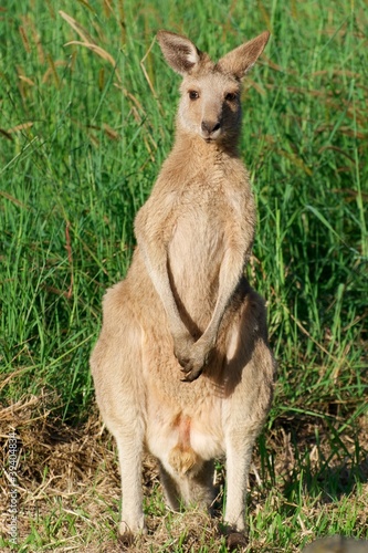 Photo: Australian kangaroo - the cute wildlife animal Australian kangaroo - the cute wildlife animal