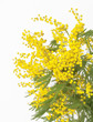 Mimose in Festa