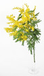 mimose