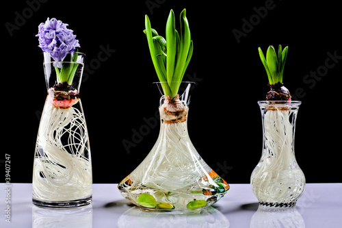 Photo: Growing hyacinth flower bulb in pot Growing hyacinth flower bulb in pot