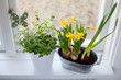 daffodils and oregano on the window-ledge