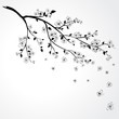 Sakura blossom