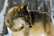 European gray wolf (Canis lupus lupus)