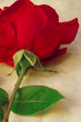 Rose from the rear