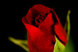Opening Rose