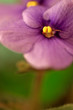 African Violet