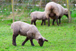 Baby lamb on Irish meadow
