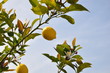Foto: Limone - Mai 2011 Limone - Mai 2011