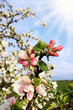 Apple Blossom