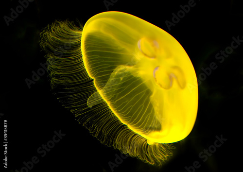 Photo: Yellow jellyfish Yellow jellyfish