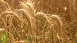 Barley Closeup