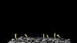 Grows sprouting out of barren ground