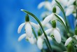 Leinwanddruck Bild - Snowdrops