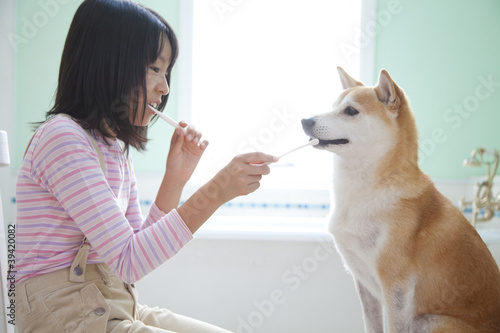 Foto: 柴犬と歯磨きをする女の子 柴犬と歯磨きをする女の子