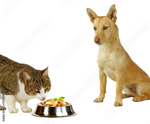 Photo: Nur für Katzen Nur für Katzen