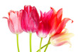 multicolored tulips