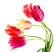 multicolored tulips