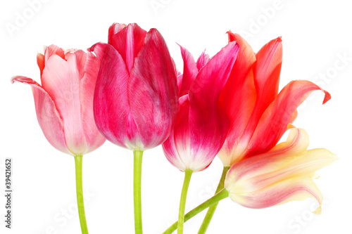 Photo: multicolored tulips multicolored tulips