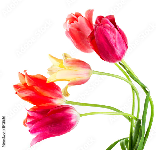 Photo: multicolored tulips multicolored tulips