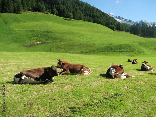 Photo: Mucche al pascolo Mucche al pascolo