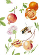 Color illustration of flowers in watercolor paintings