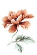 Color illustration of flowers in watercolor paintings