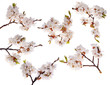 six cherry-tree branches with lot of flowers six cherry-tree branches with lot of flowers
