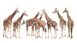 giraffes isolated