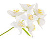 seven big jasmin flowers