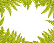 green fern frame isolated on white