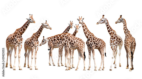Photo: giraffes isolated giraffes isolated