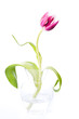 Pink tulip